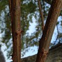 Robinia pseudoacacia rameaux